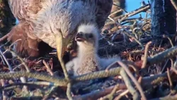 Eagle Live